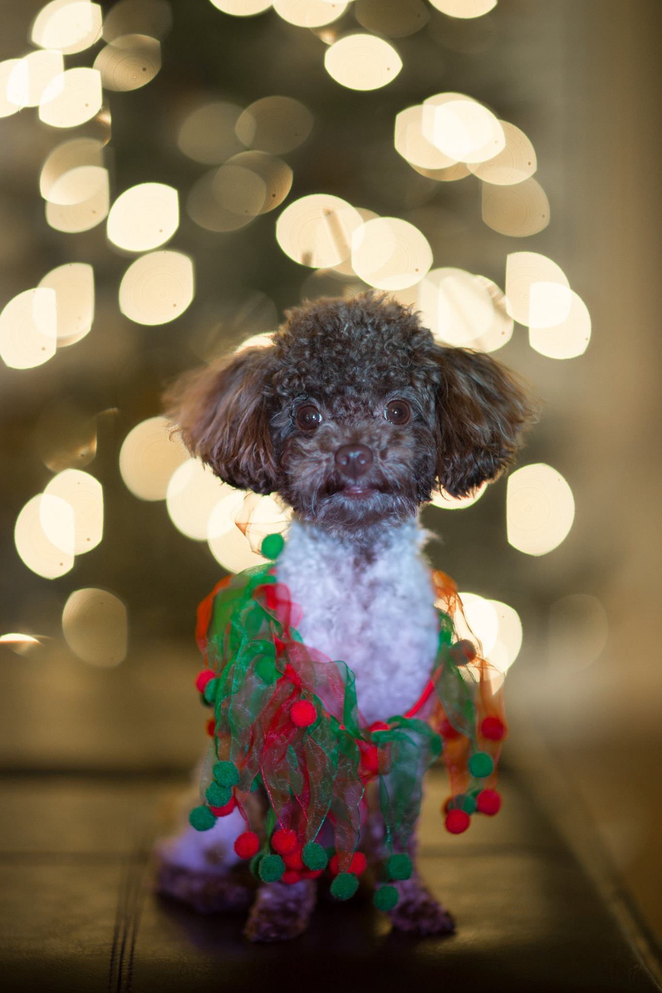 1st Xmas , seriously , this is ridiculous!