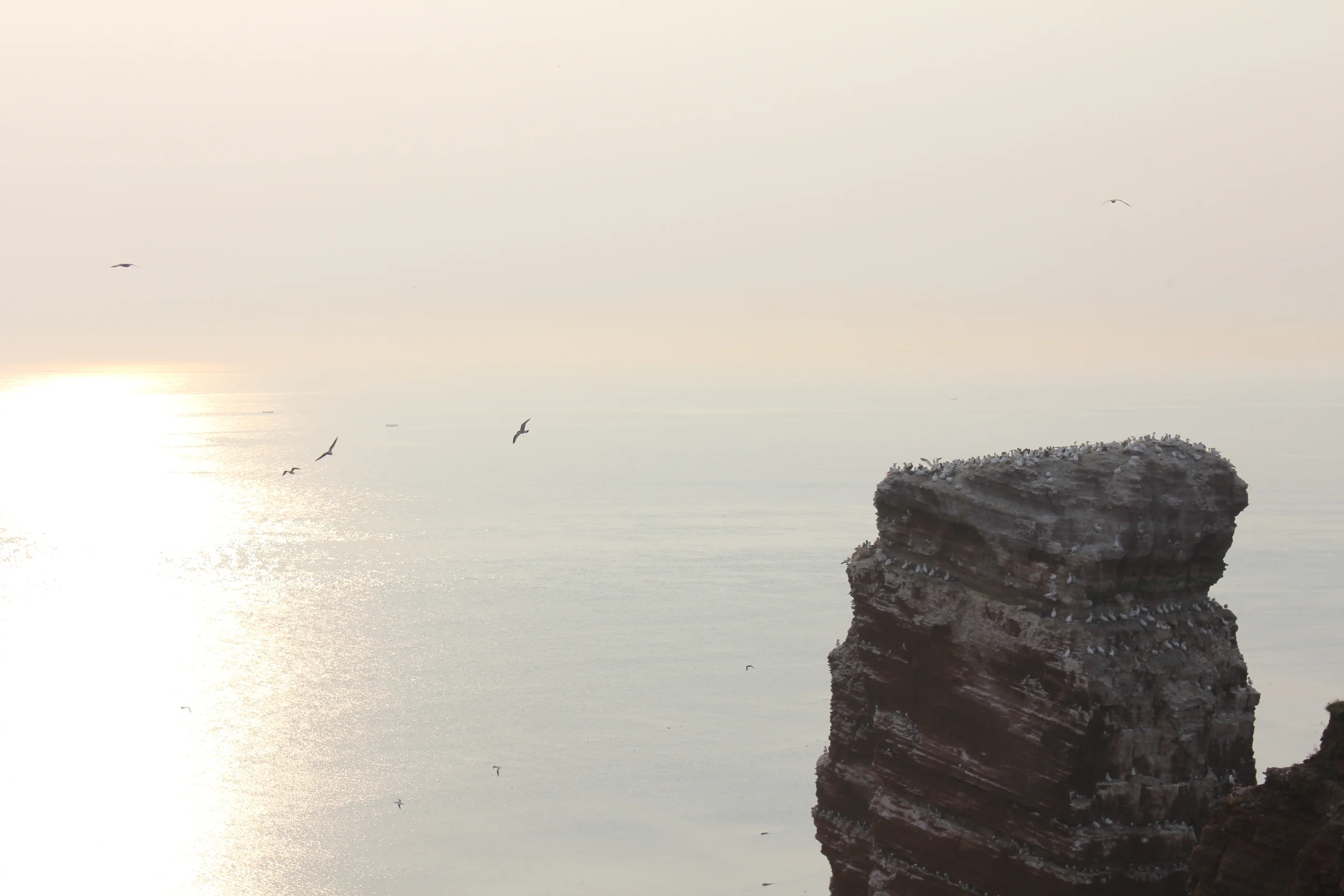 Fuglefjell på Helgoland
