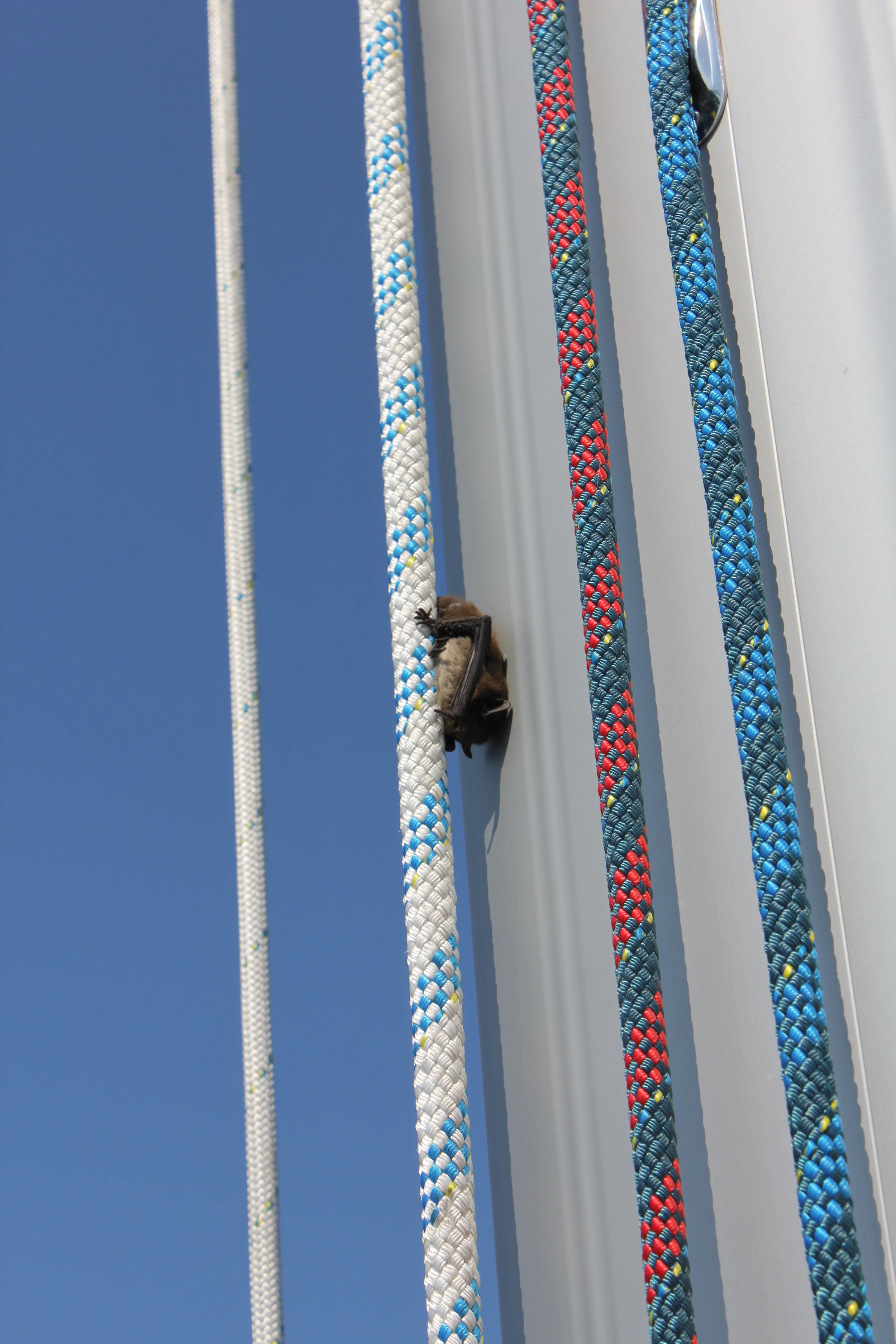 Herr flaggermus i lettere sjokk