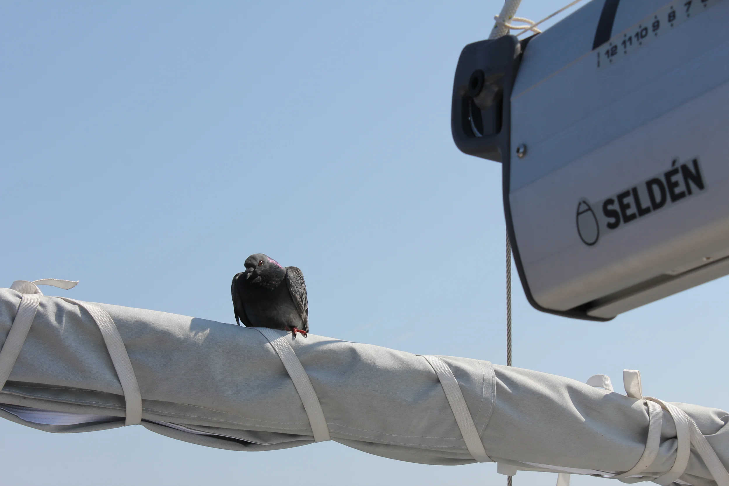 Frøken blindpassasjer slår seg ned