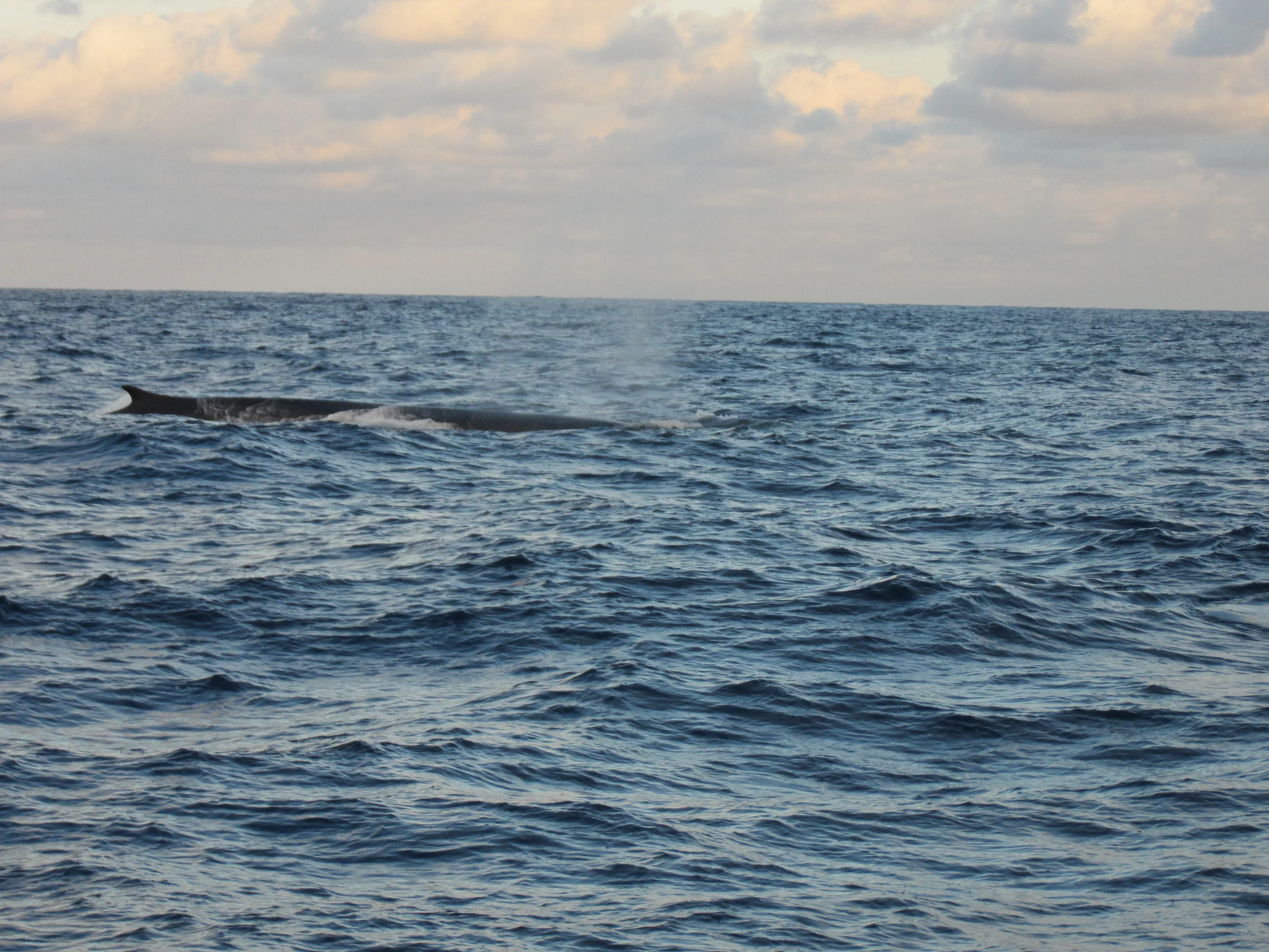 Nytt besøk - denne gang større utgave enn delfin