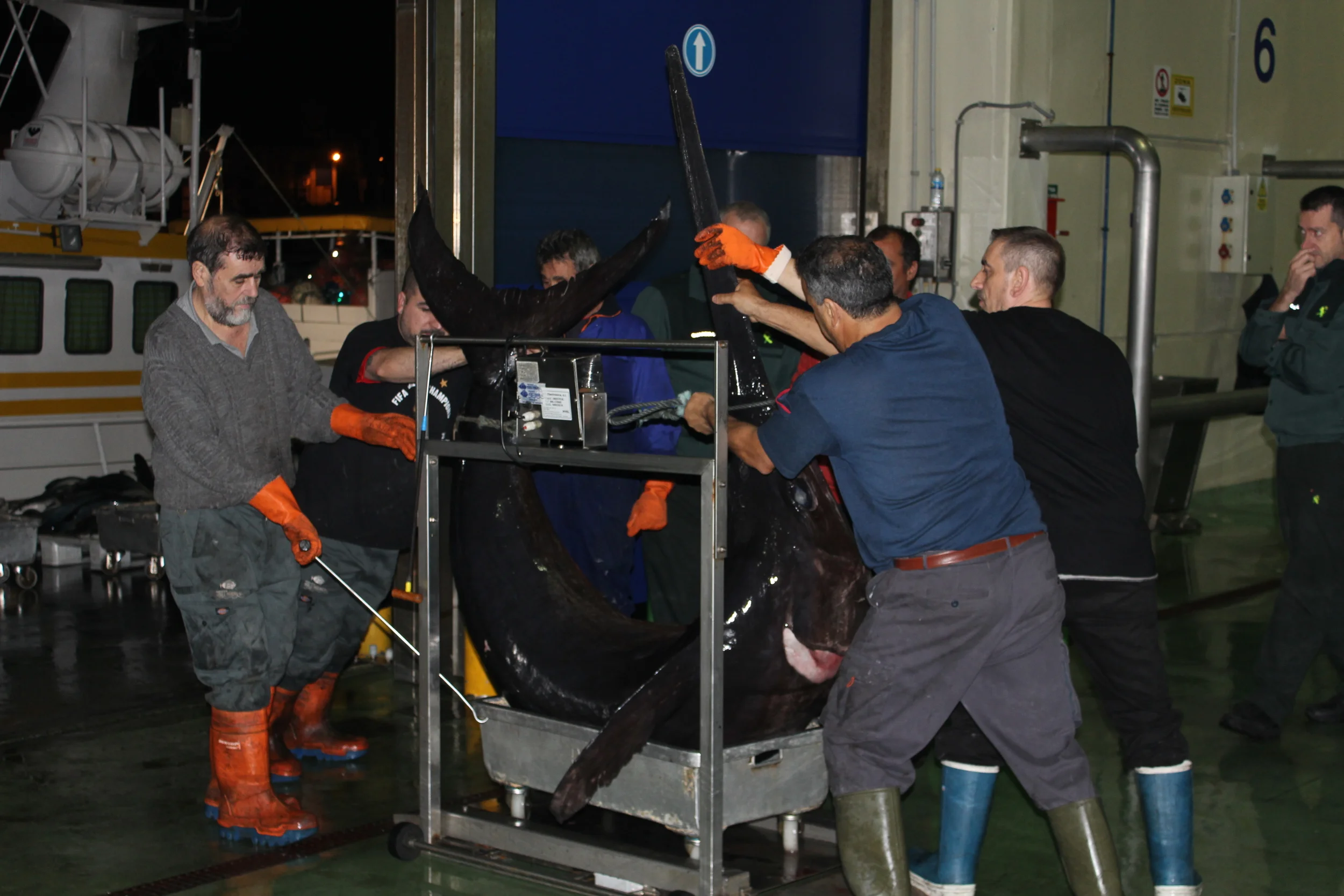 Veiing av nattens sverdfiskfangst