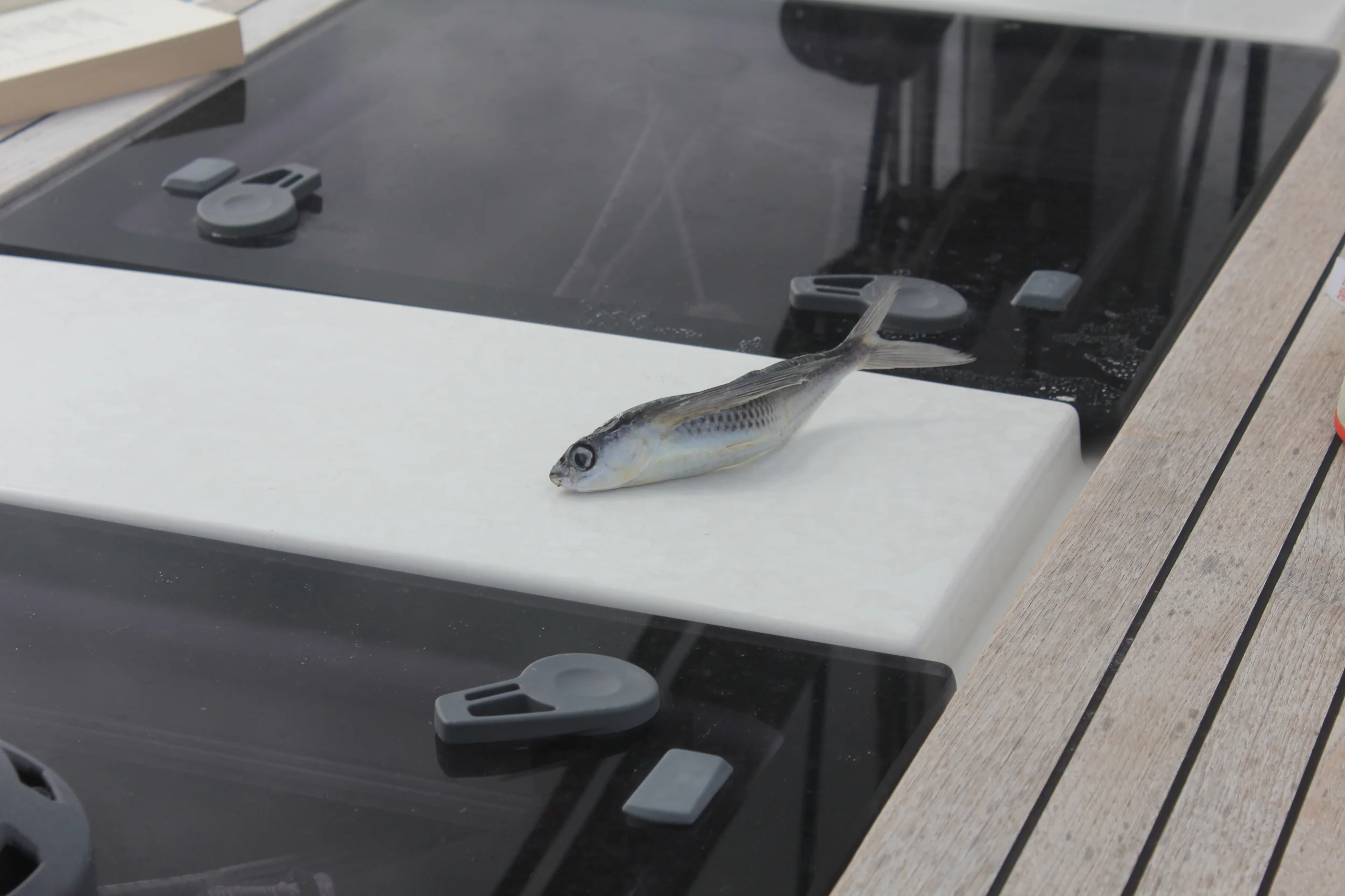 Dyreliv på Atlanteren