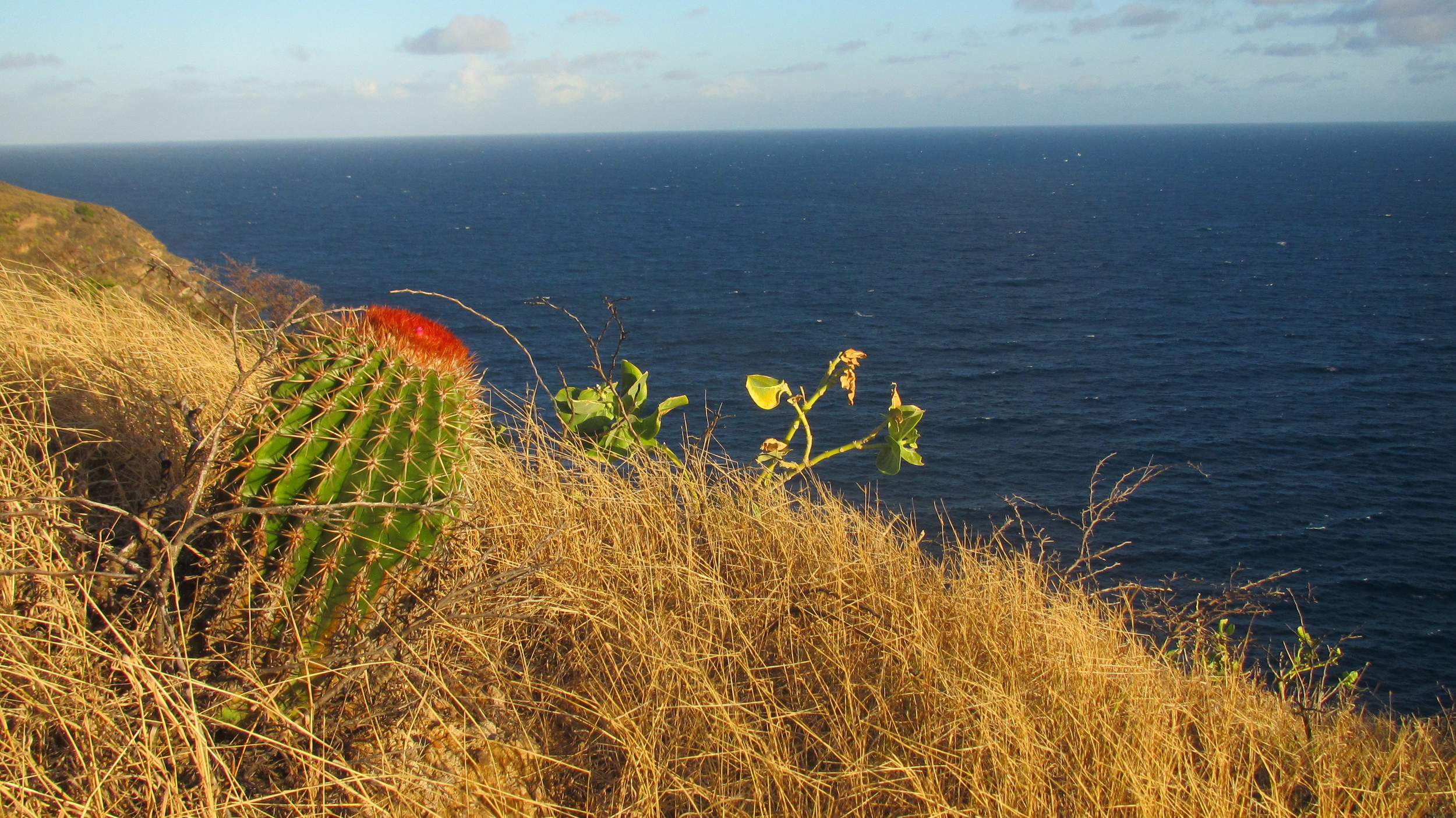 Største faren på turstiene på Antigua er å få kaktusnåler gjennom sålen på skoene