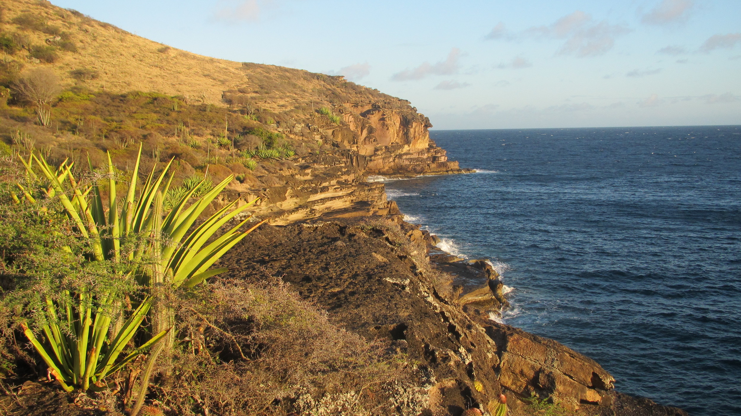 Vegetasjonen gjenspeiler Antiguas tørre klima