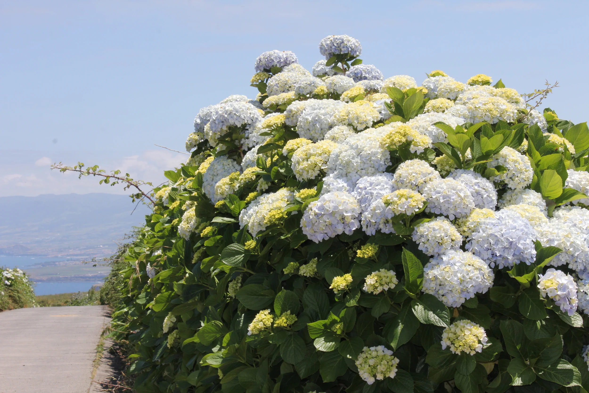 Enorme mengder hortensia langs veiene