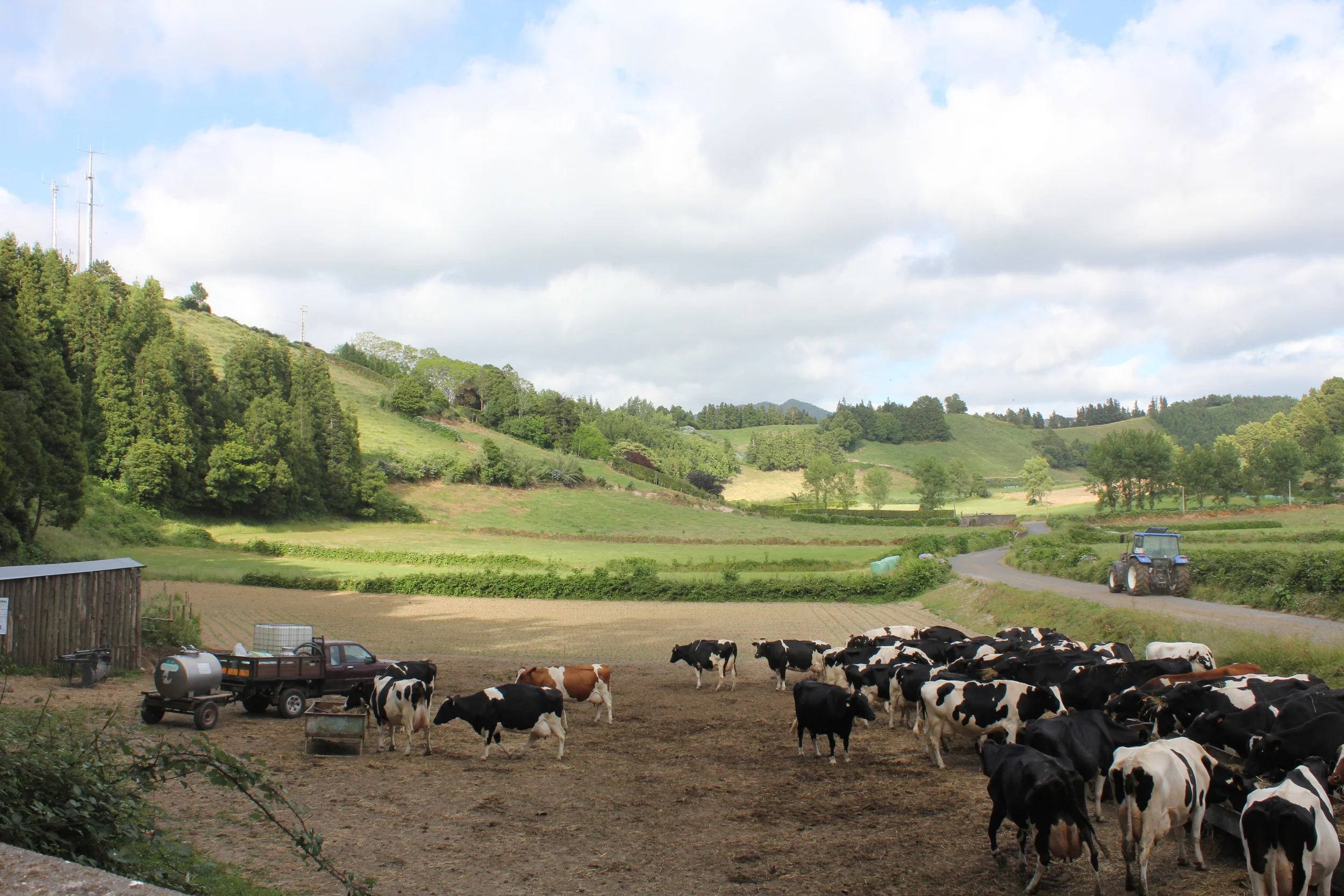 Enorme mengder kuer også