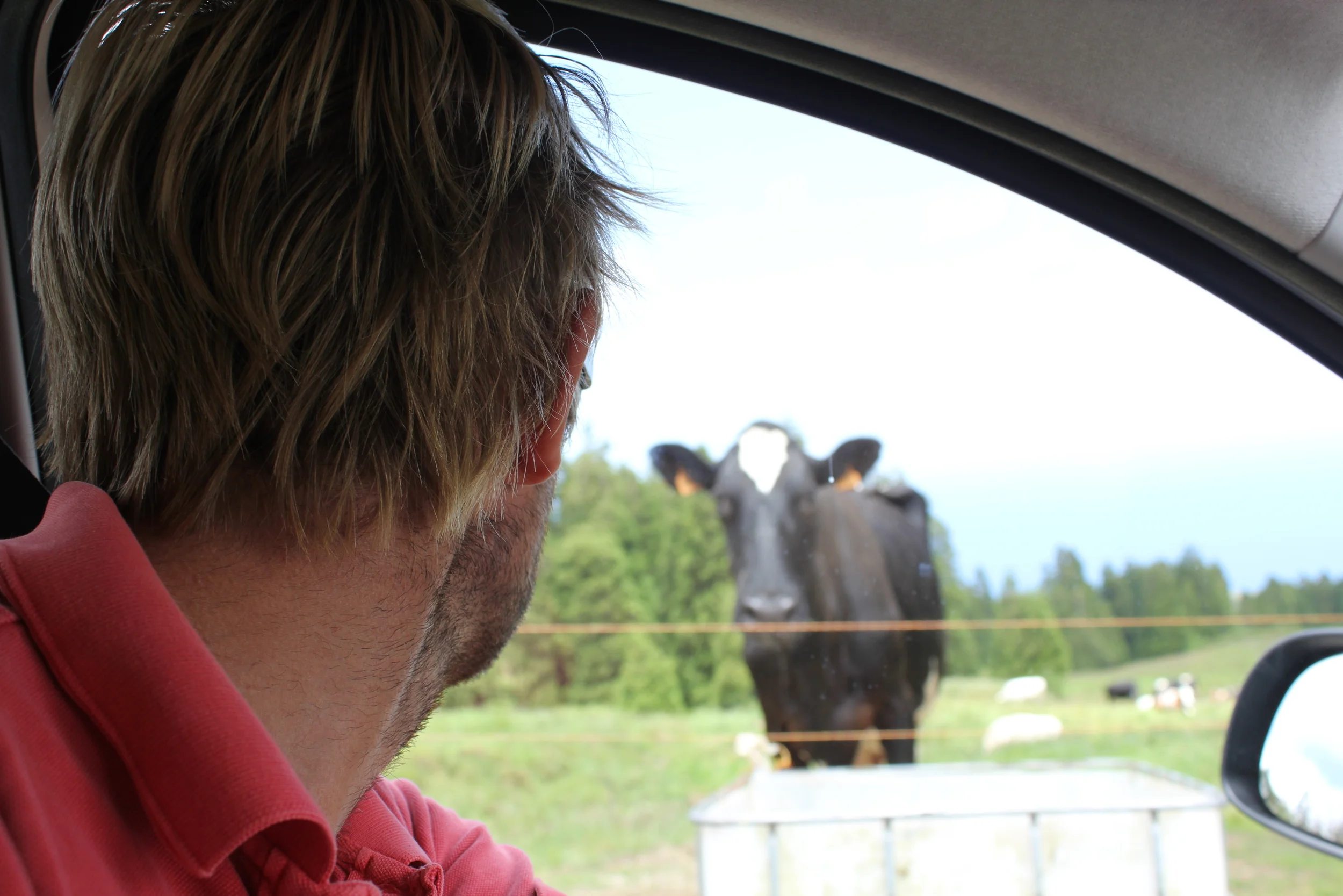 Knut liker best kuer på avstand