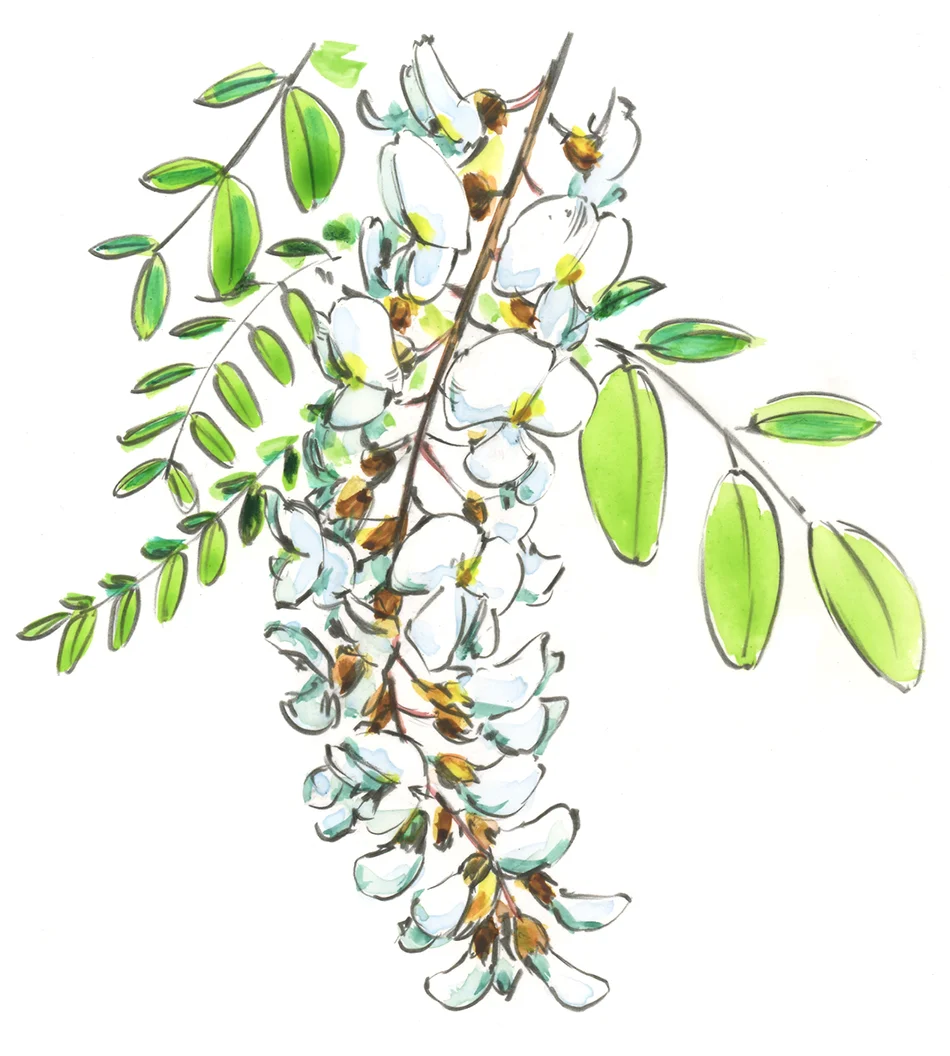 BlackLocust.jpg