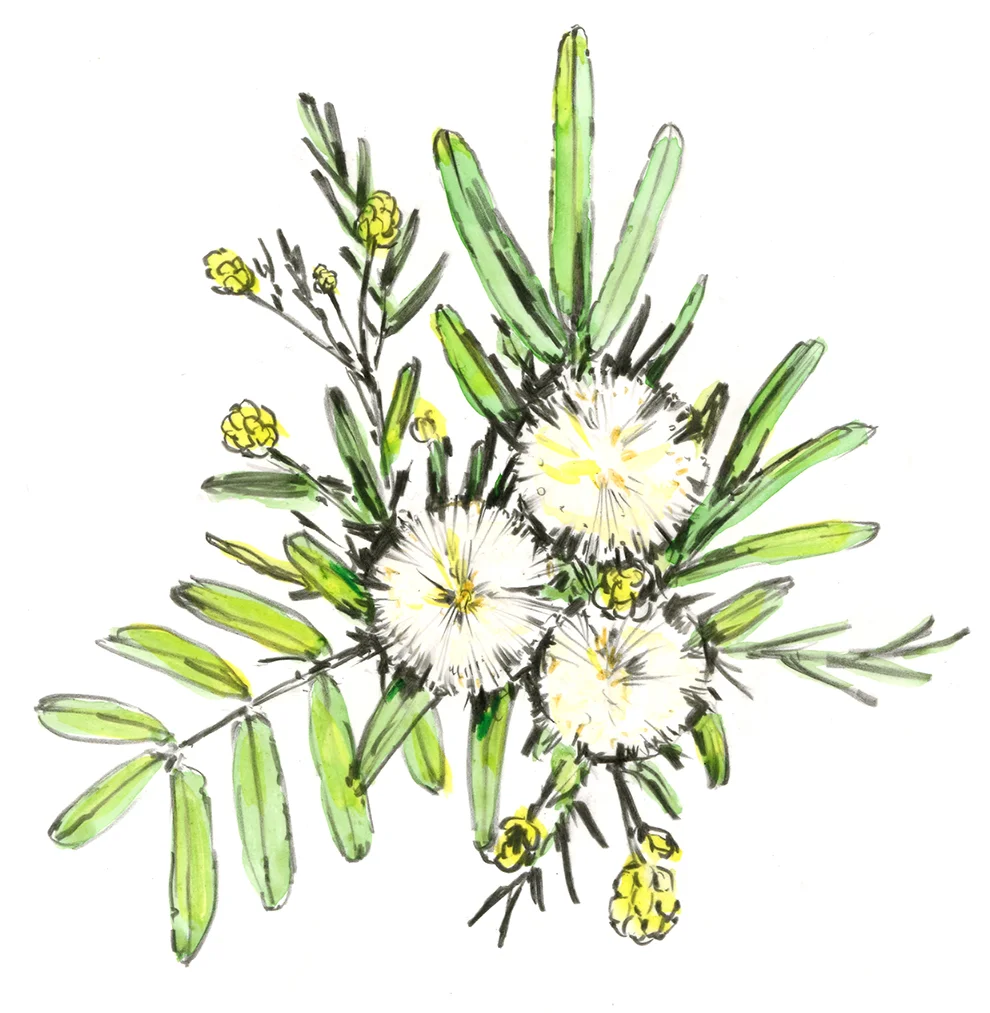 Guajillo.jpg