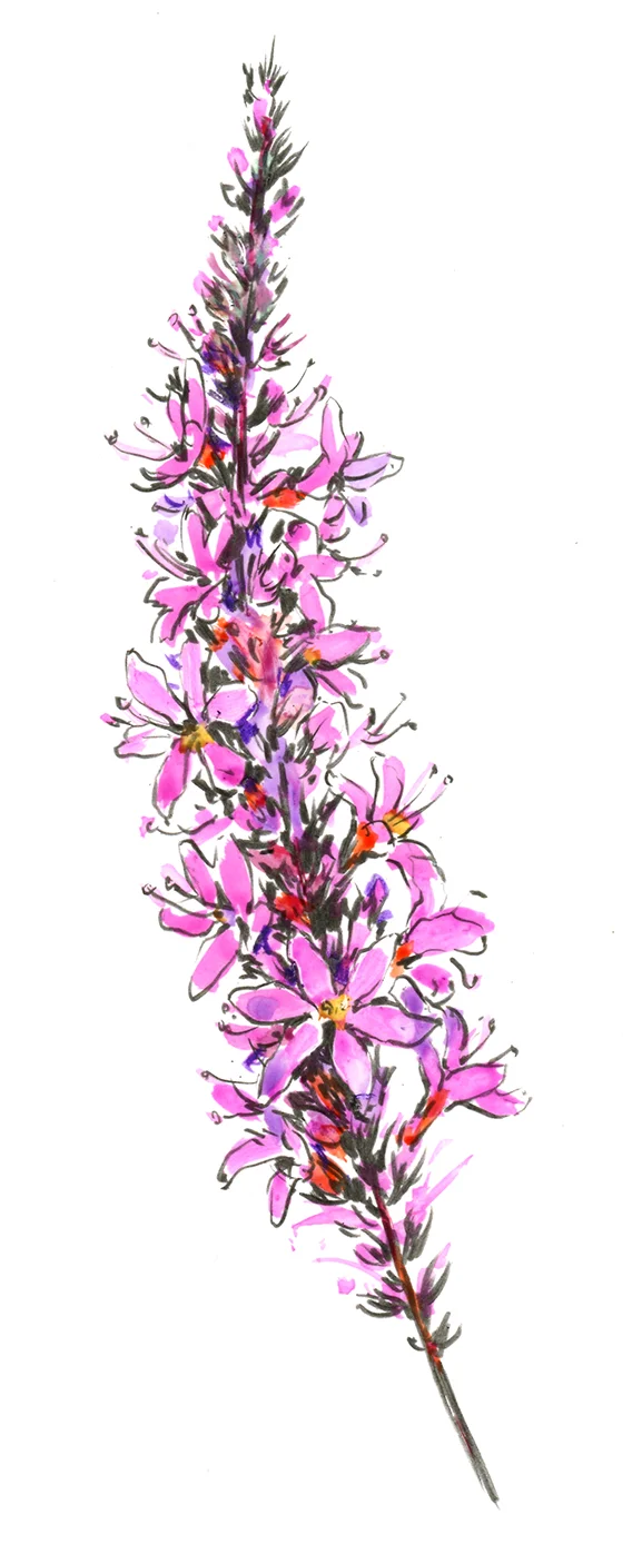 Loosestrife.jpg
