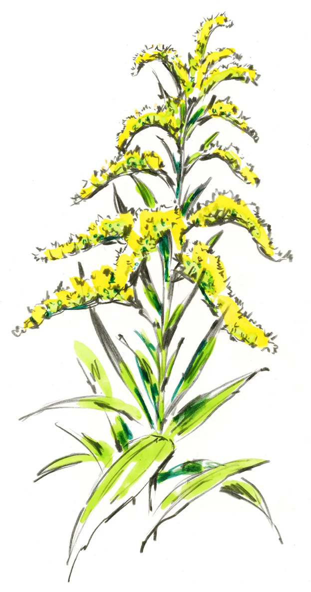 Goldenrod.jpg