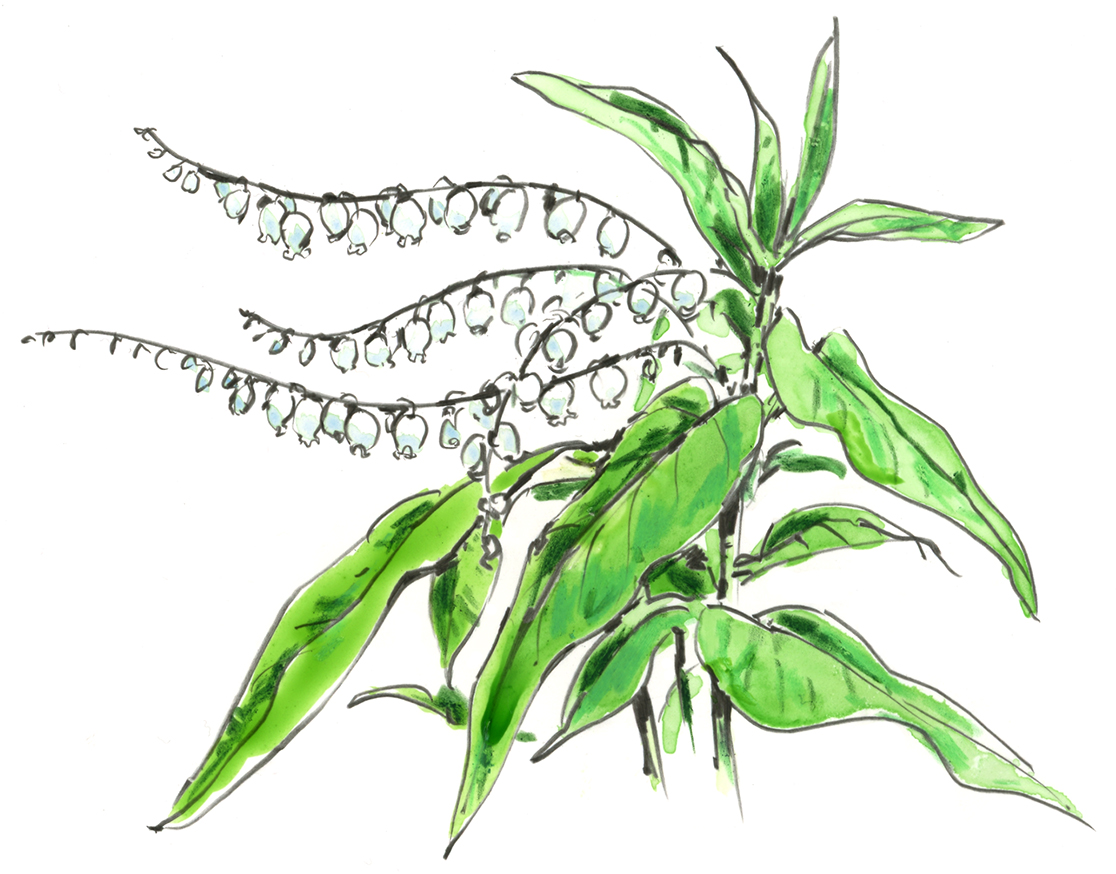 Sourwood.jpg