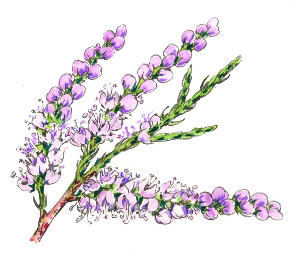 Tamarisk.jpg