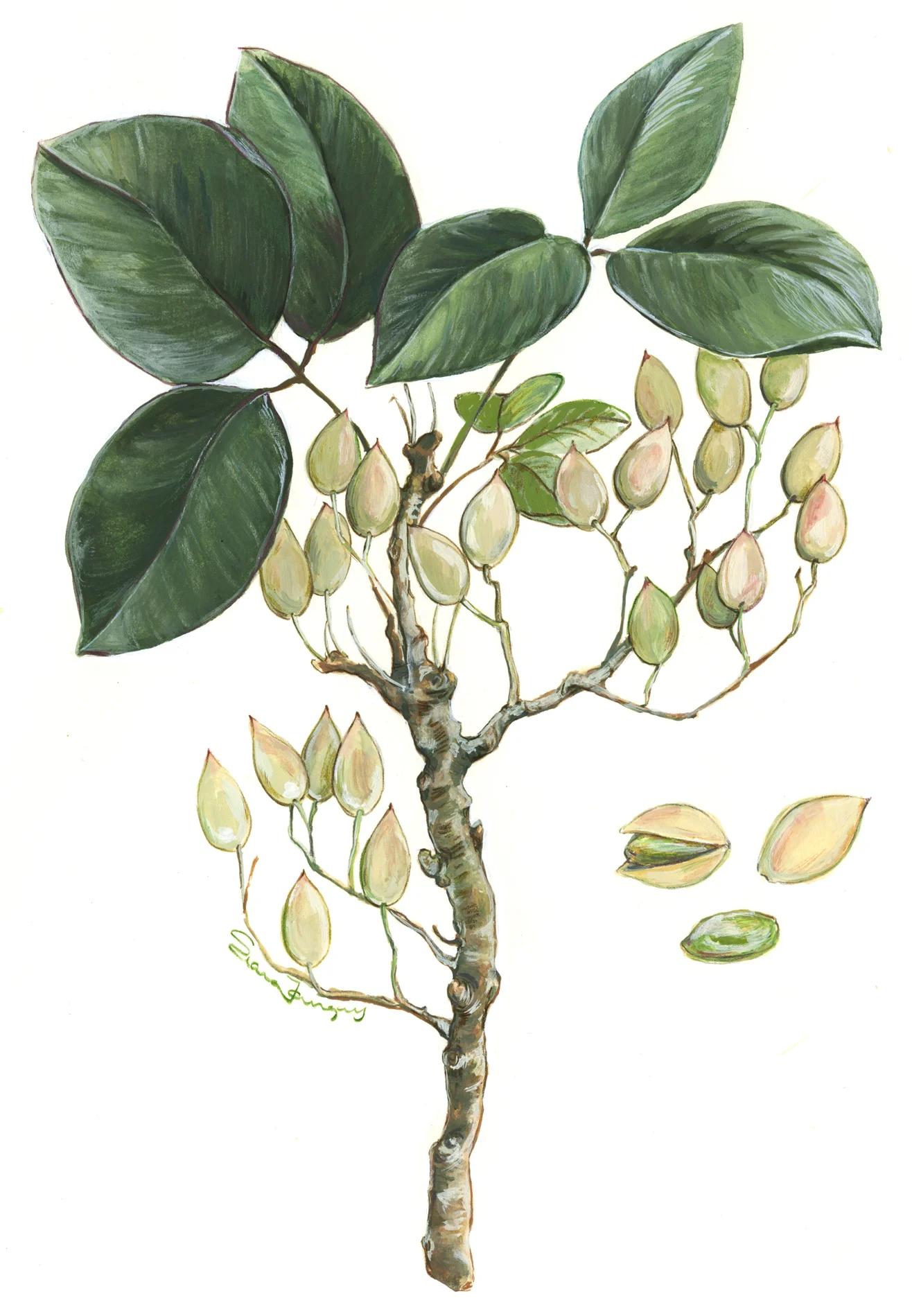 Pistacia vera