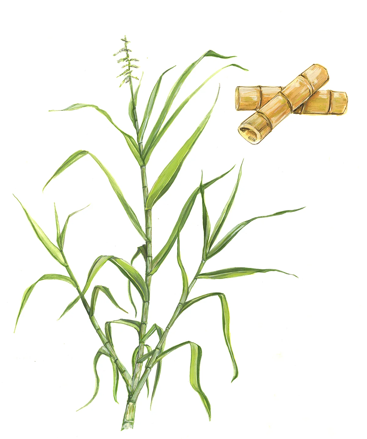 Sugarcane.jpg