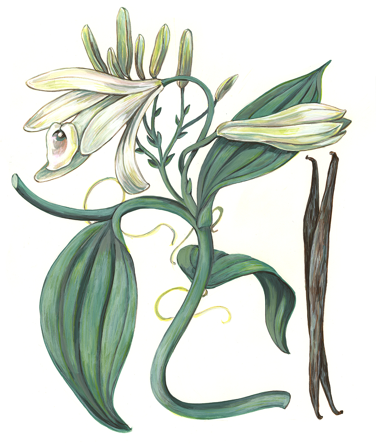 Vanilla planifolia