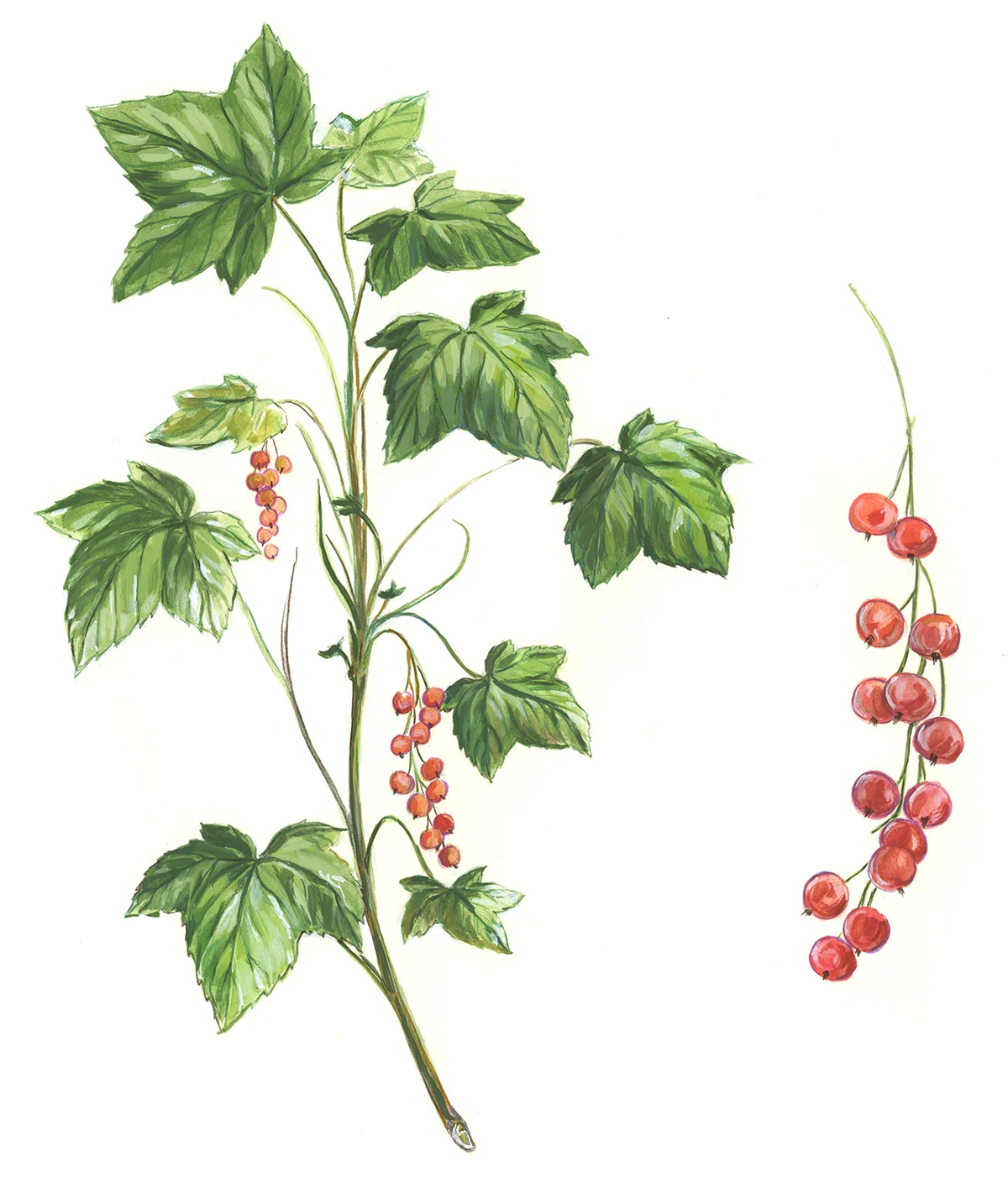 Redcurrant.jpg