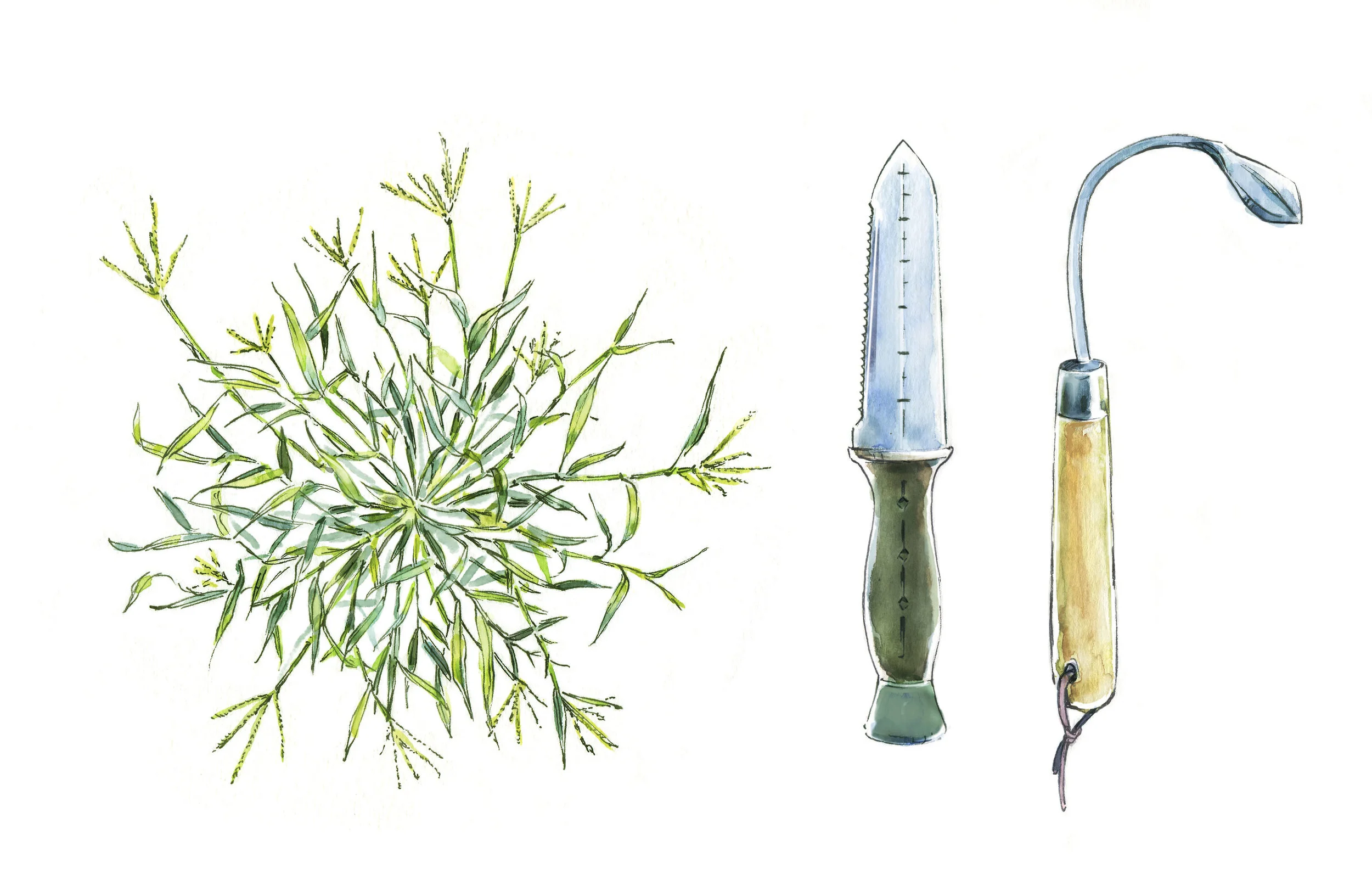 crabgrass, hori knife, cobrahead weeder