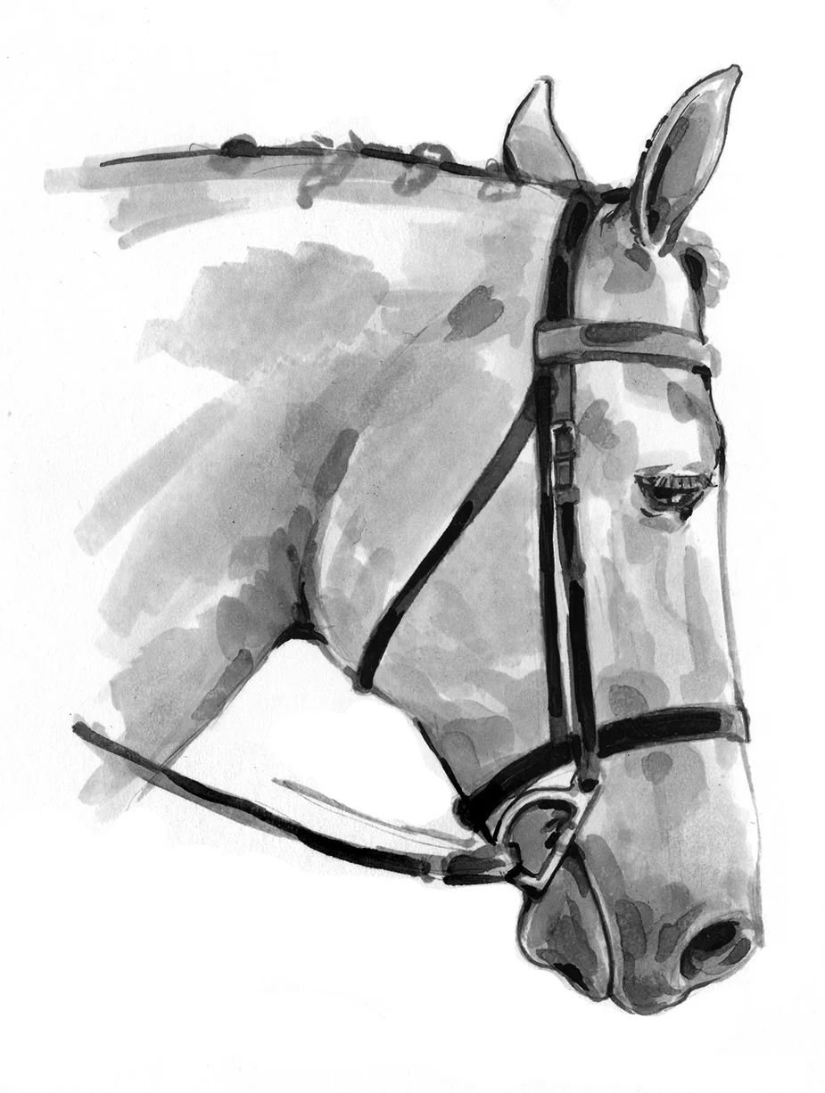 attentive horse