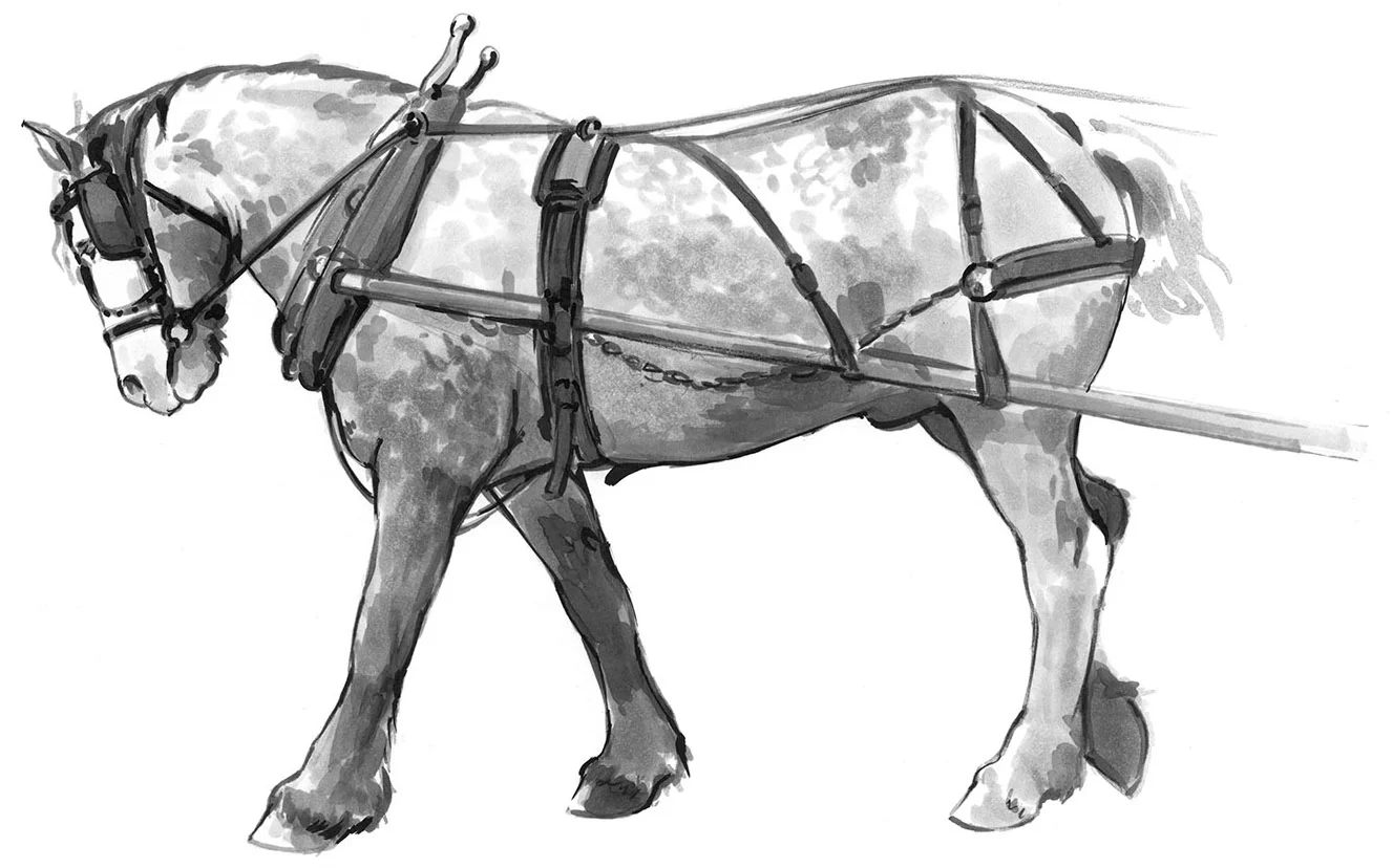 work horse in harness