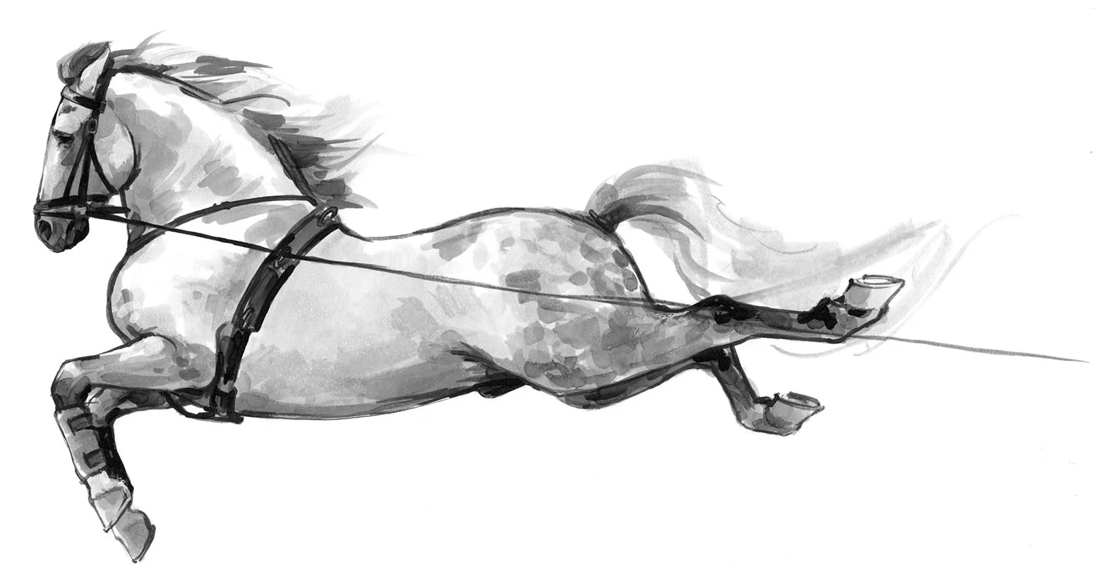 Lipizzaner