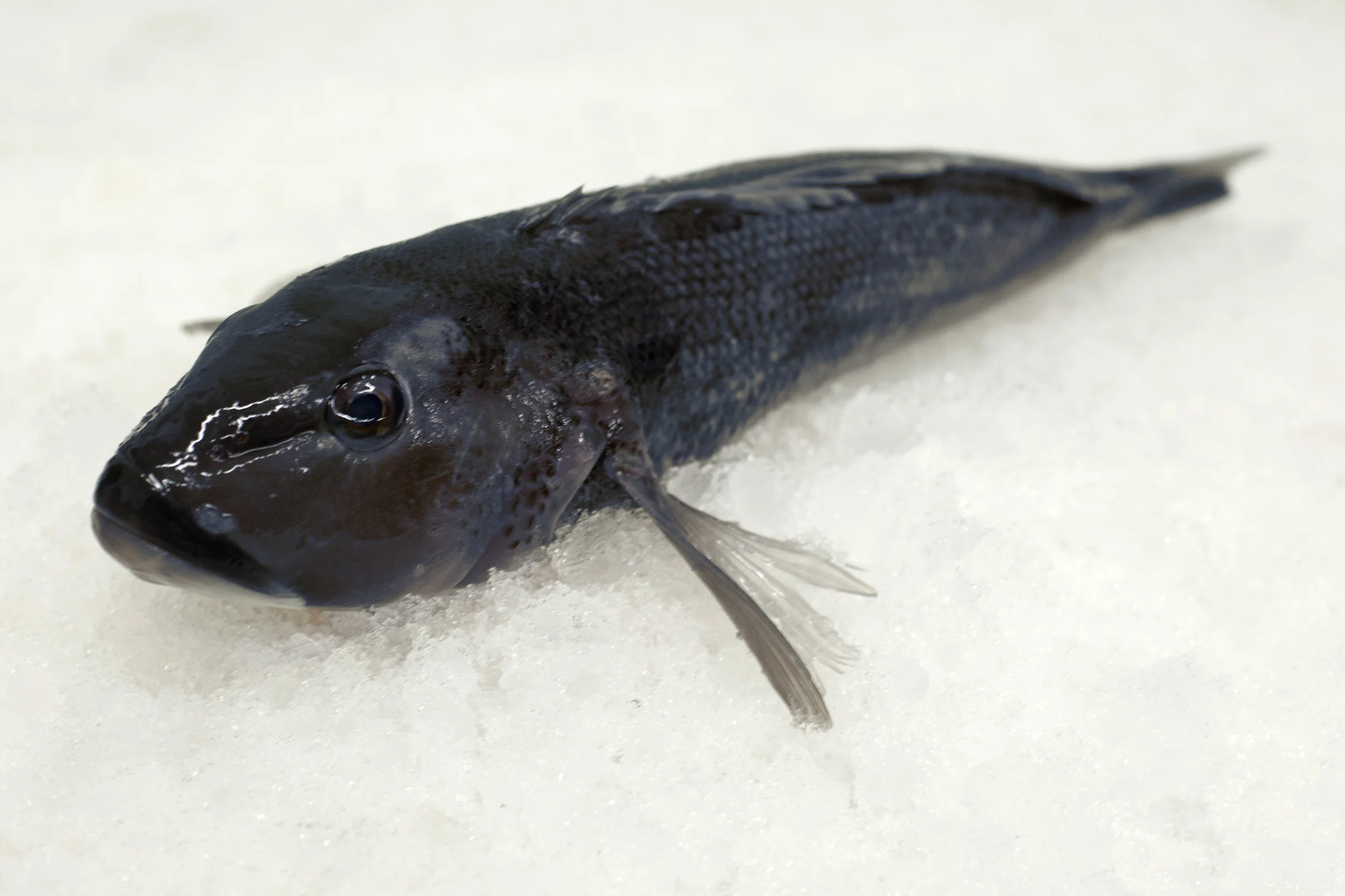 New Zealand Blue Cod available in Toronto — 46 South Fish Co.