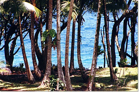 Yard in front of rental cottage, view through grove of palm trees and old growth mahogany.