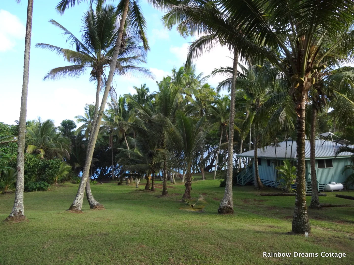 View of yard, ocean, back of cottage. Yard has over 140 coconut trees.