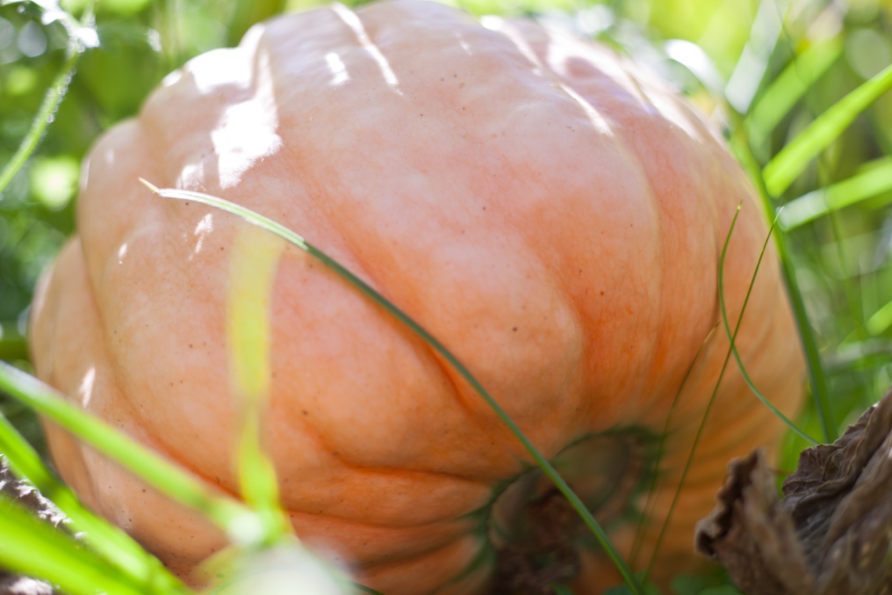 IMG_9364 Pink Pumpkin.jpeg