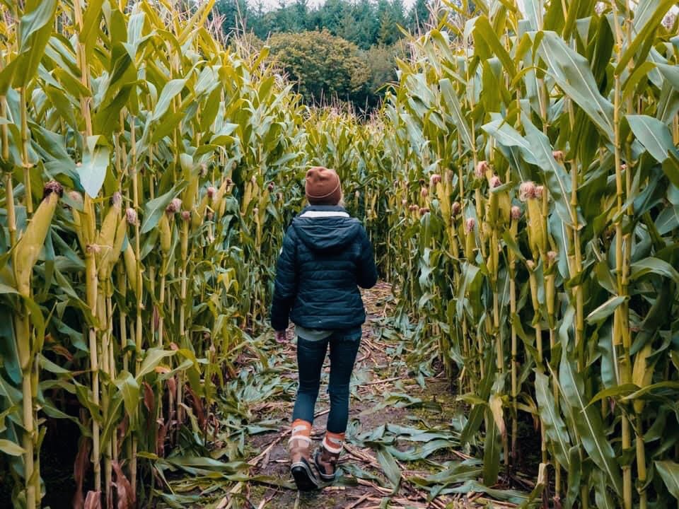 Corn Maze Stroll.jpg