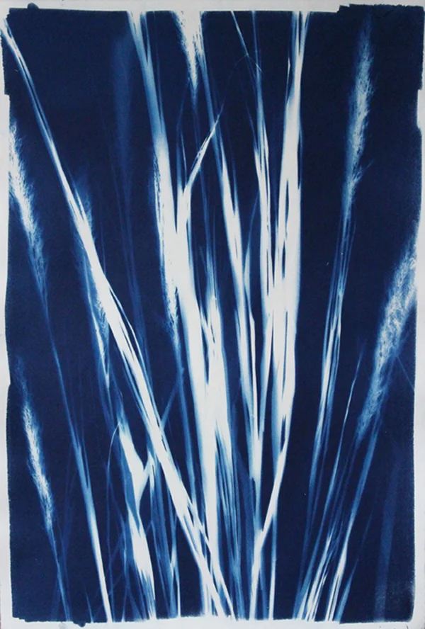 Napeague Beach Grass #1, Cyanotype on Paper, 15 x 22 