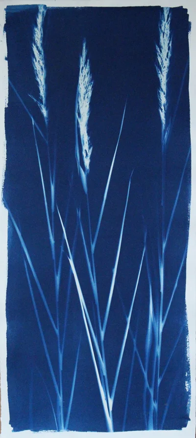 Napeague Beach Grass #2, Cyanotype on Paper, 15 x 22 