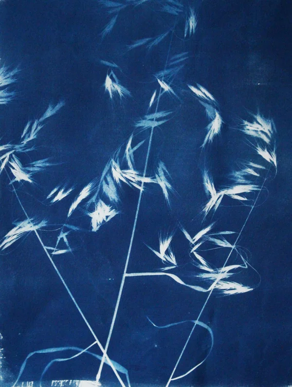 Plant and Wind, Cyanotype on Paper, 11 x 15