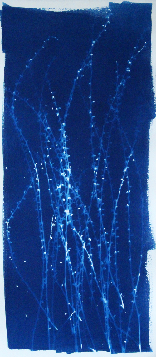 Unidentified in Central Park, Cyanotype on Paper, 10 x 22
