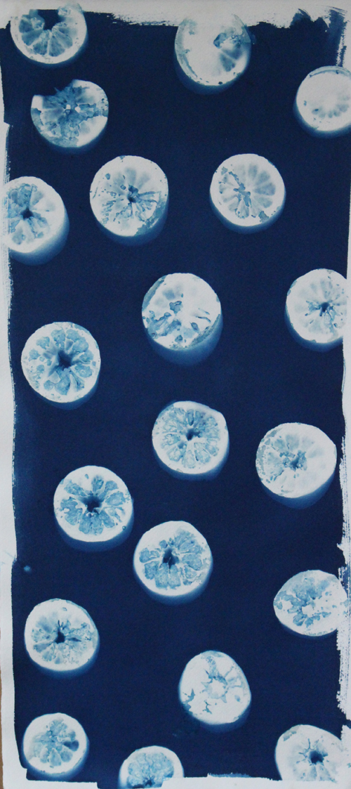 Lemons, Cyanotype on Paper, 10 x 22
