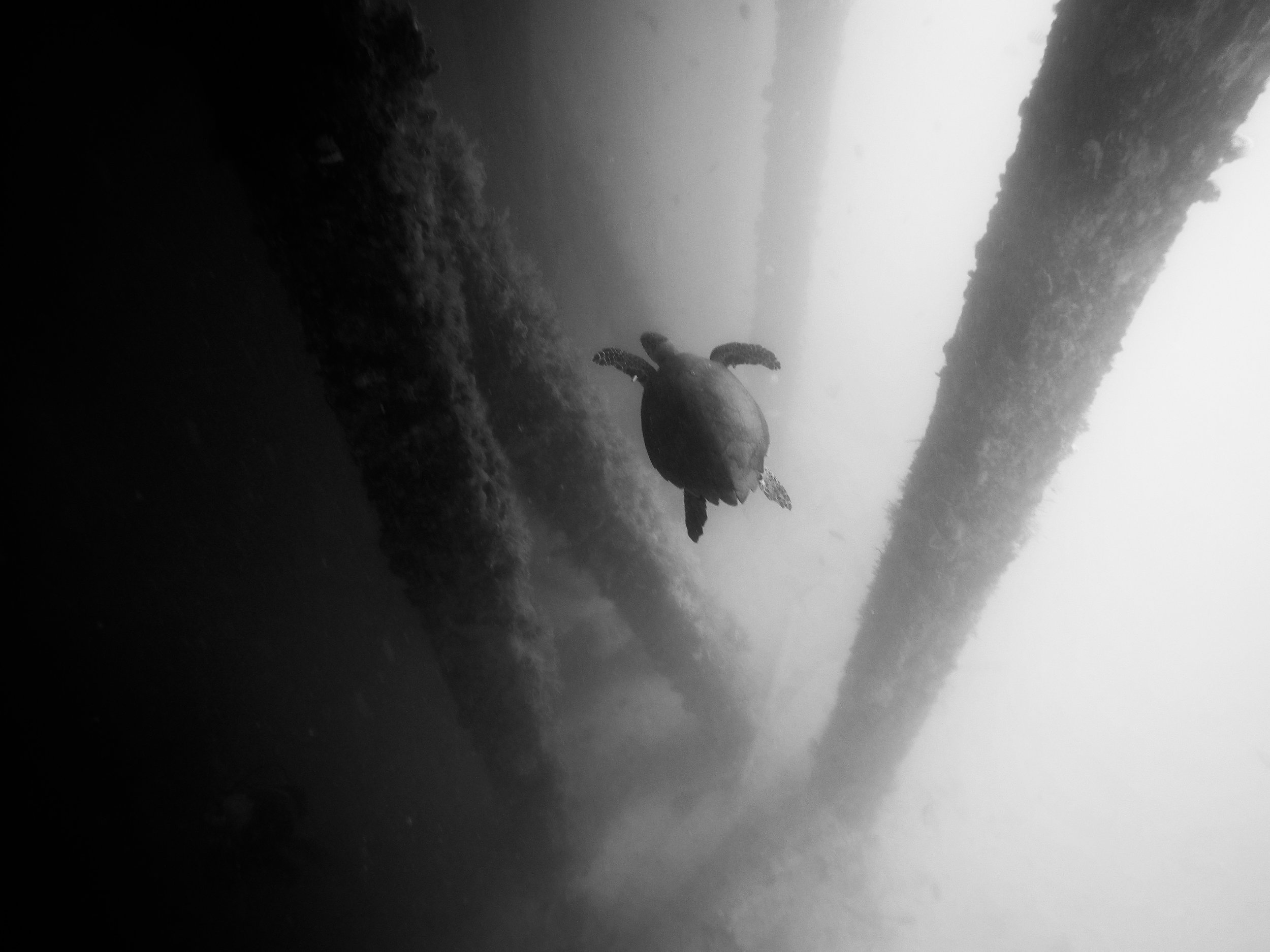 Puerto Rico Sea Turtle - Devin Feil