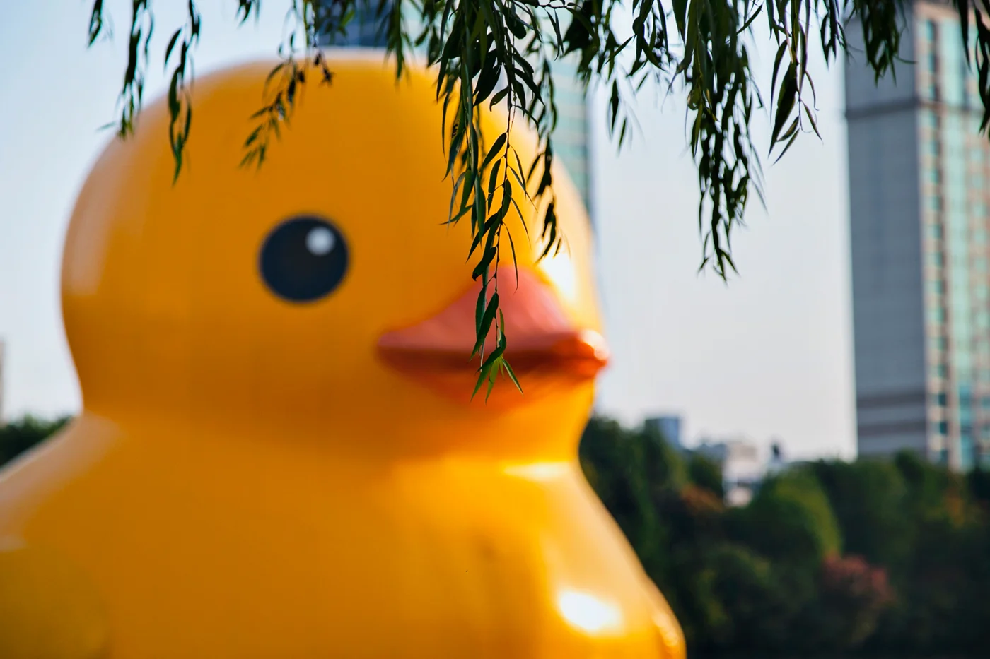 RubberDuckProject08.jpg