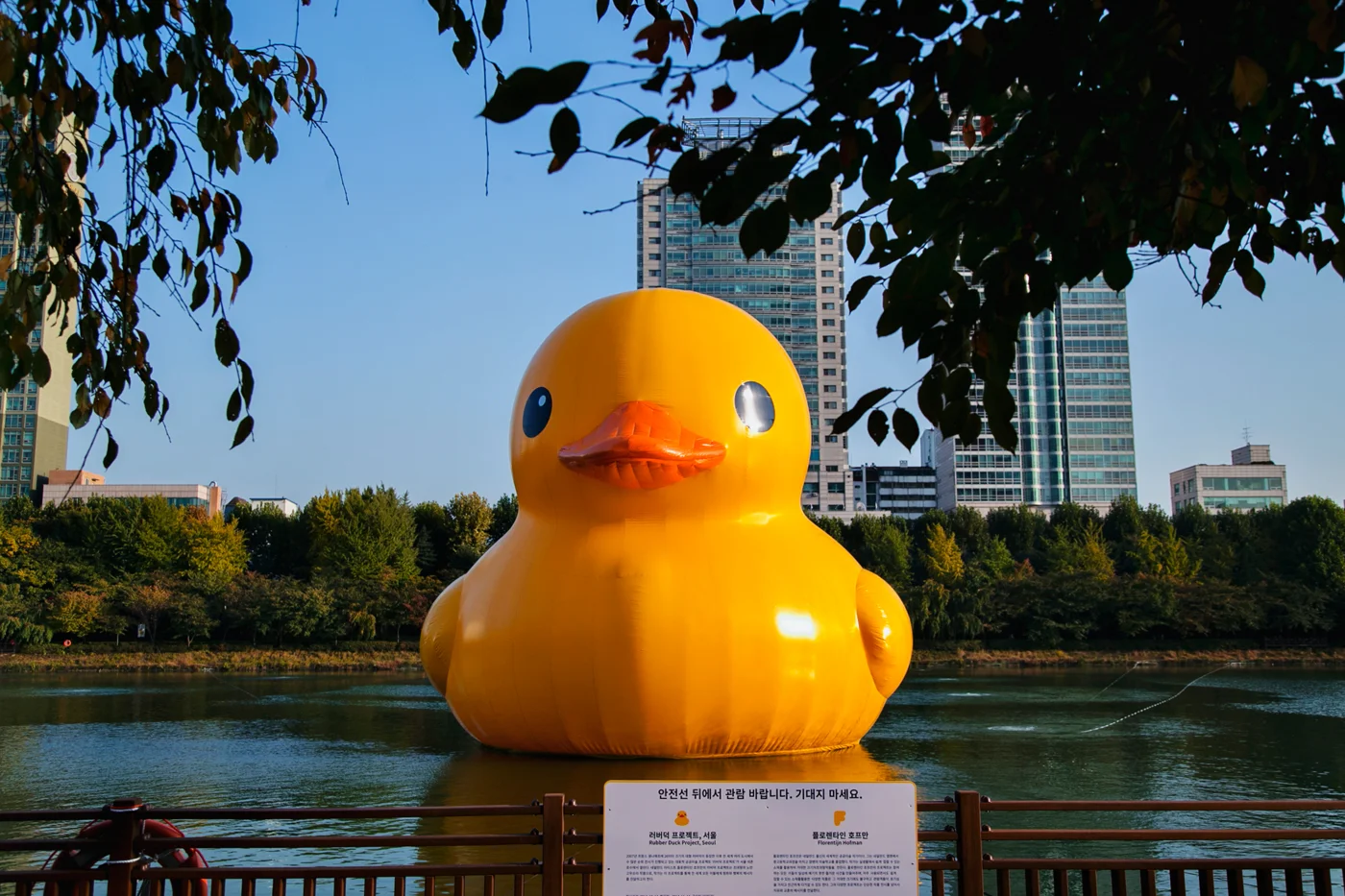 RubberDuckProject05.jpg