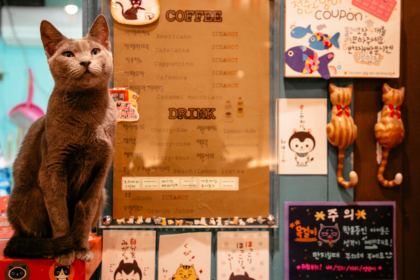 ChongChunCatCafe03.jpeg