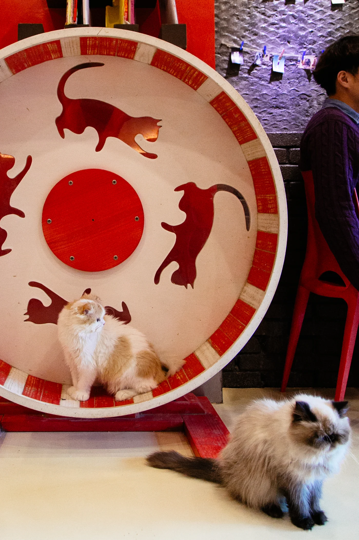 ChongChunCatCafe10.jpeg