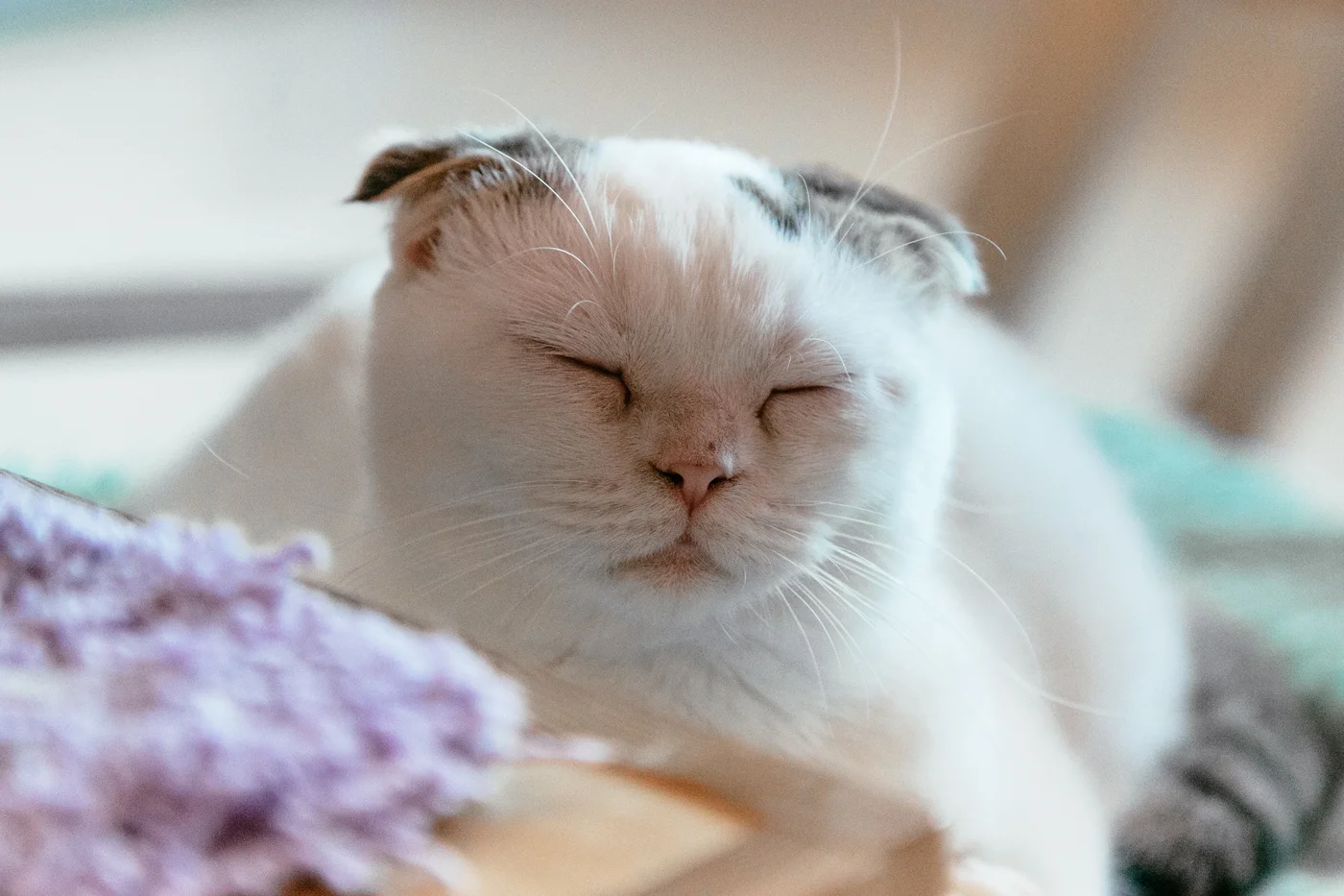 ChongChunCatCafe11.jpeg