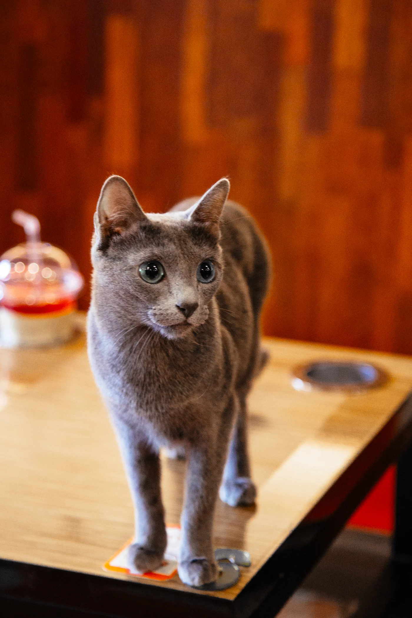ChongChunCatCafe16.jpeg