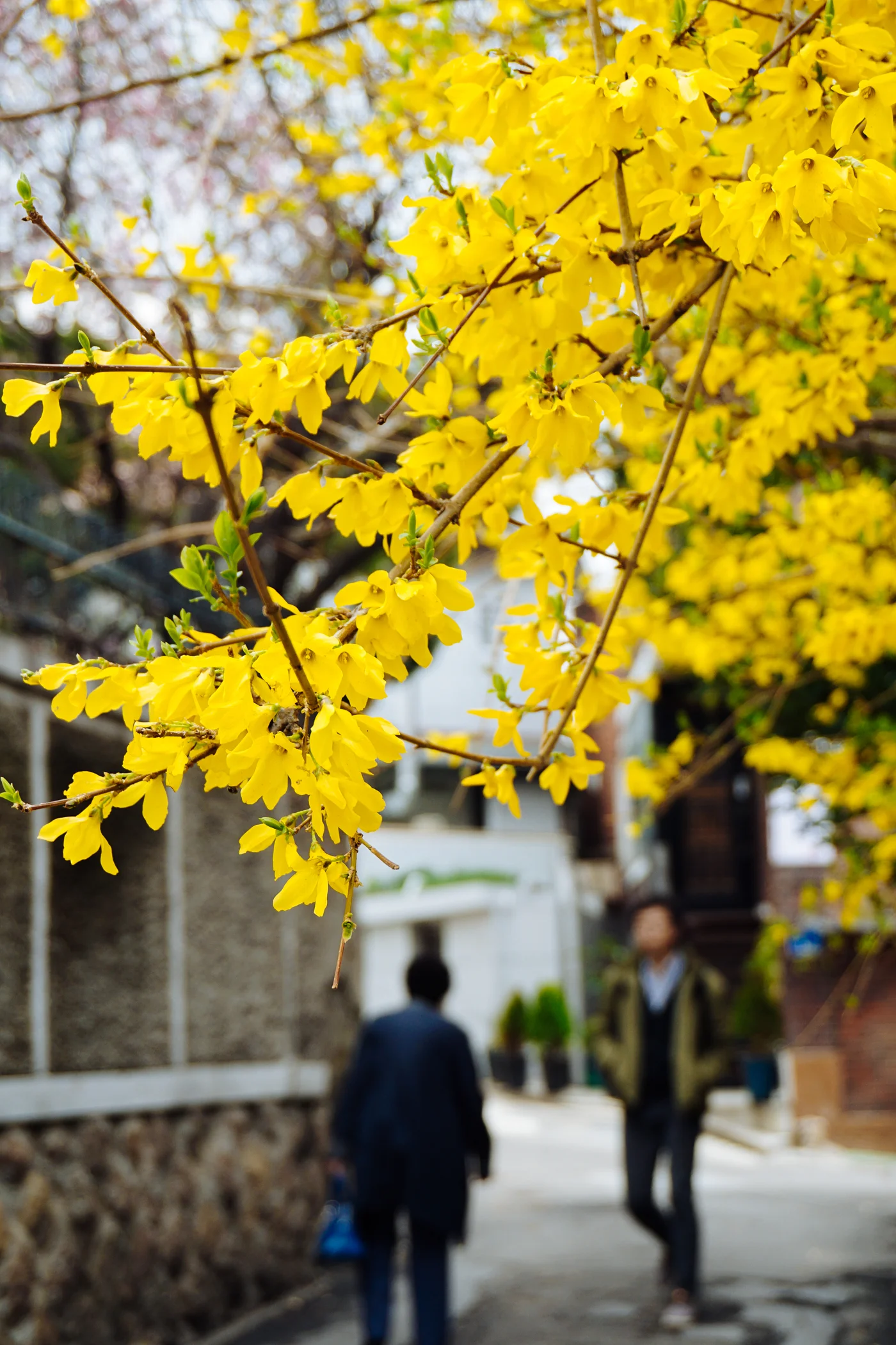 Spring in Seoul: Yeonnam-dong (연남동), Seoul, South Korea.