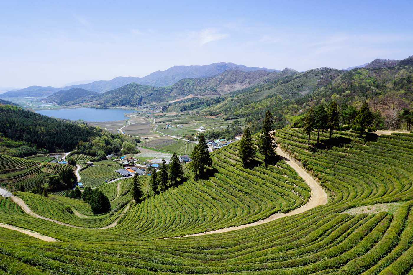 Boseong Green Tea Fields