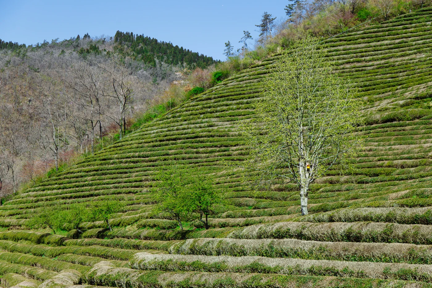 Namhae (남해) Road Trip Series: Boseong Green Tea Plantation (보성녹차밭 대한다원), South Korea.