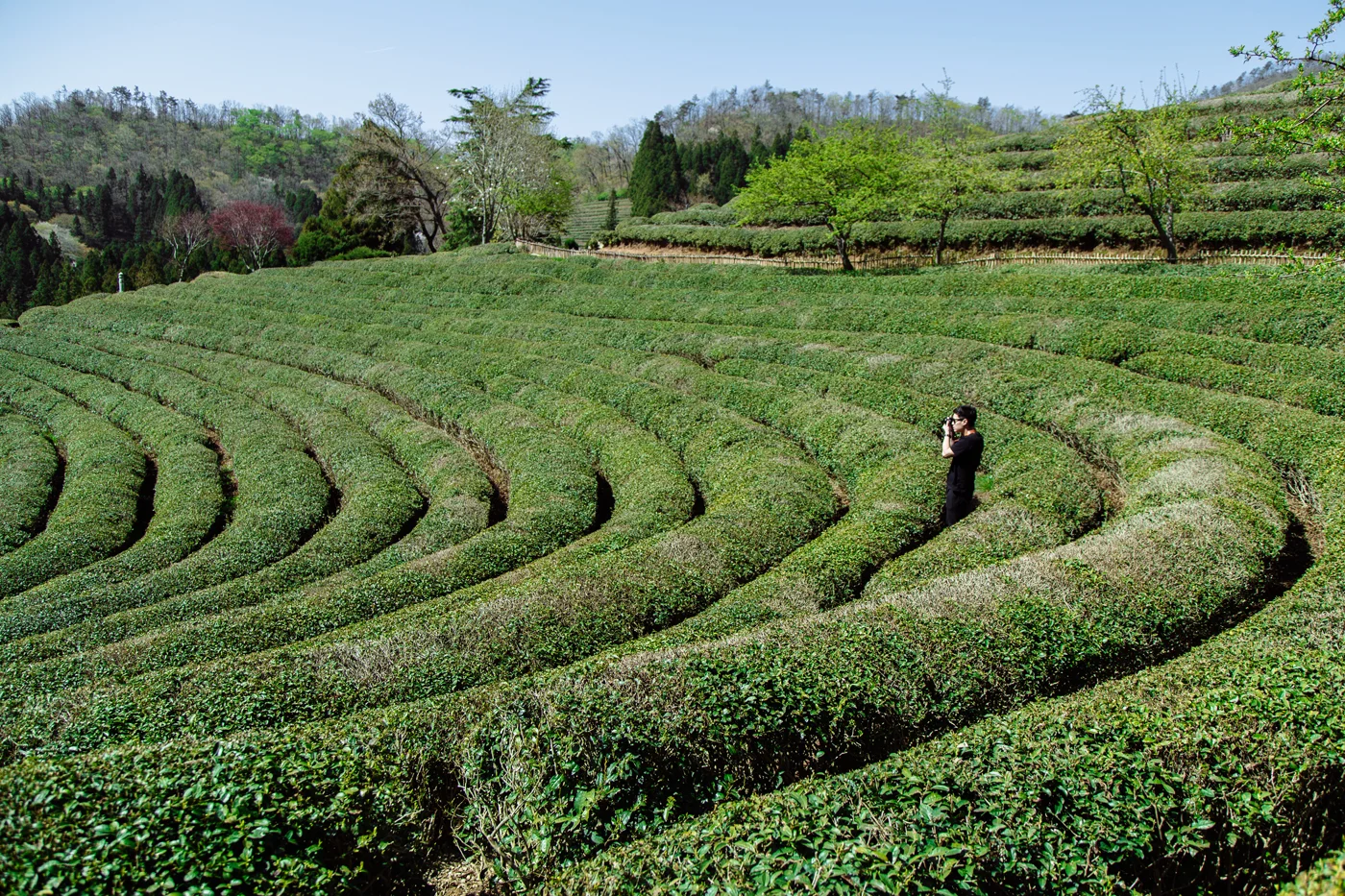 Namhae (남해) Road Trip Series: Boseong Green Tea Plantation (보성녹차밭 대한다원), South Korea.