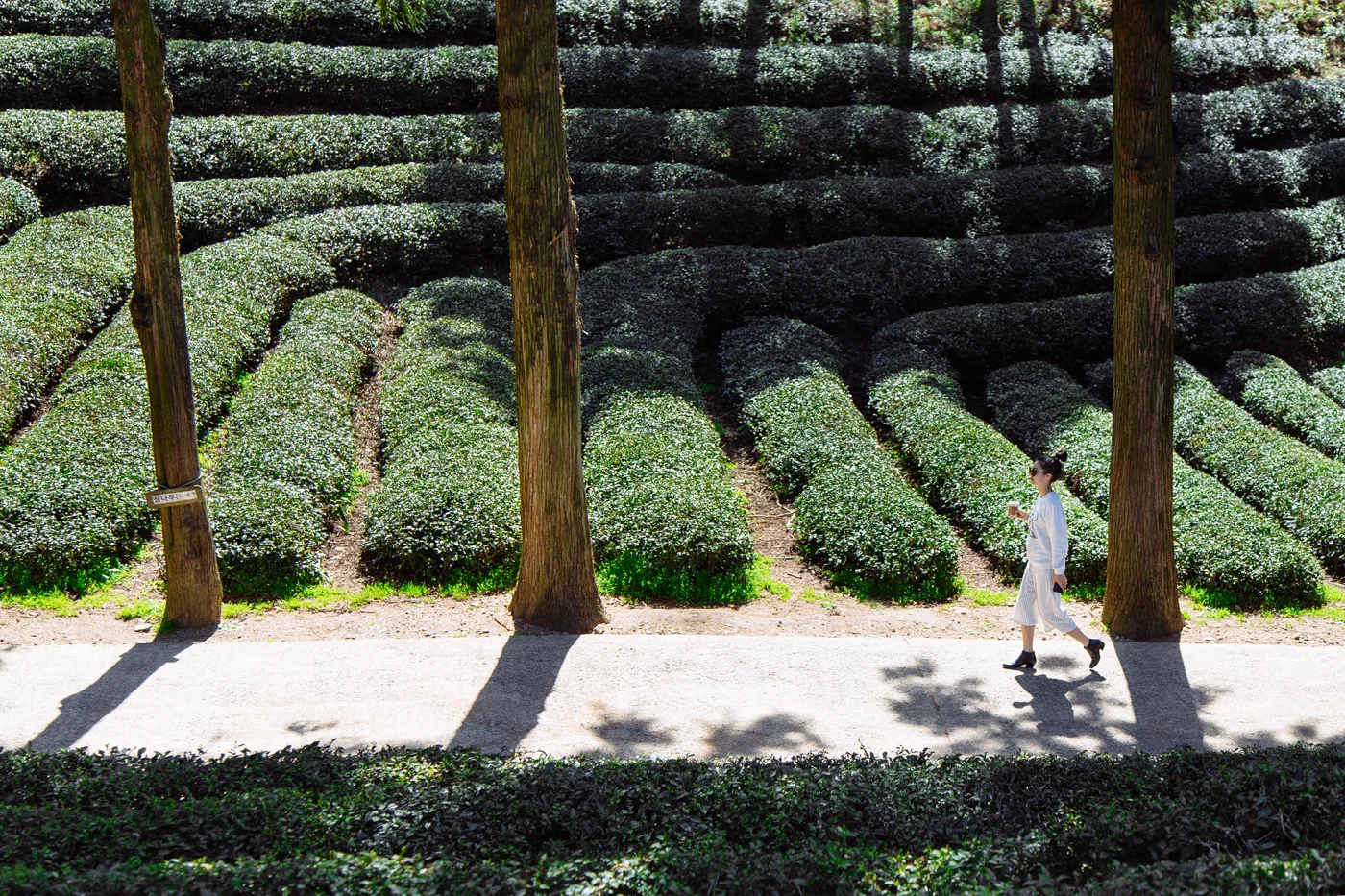 Namhae (남해) Road Trip Series: Boseong Green Tea Plantation (보성녹차밭 대한다원), South Korea.