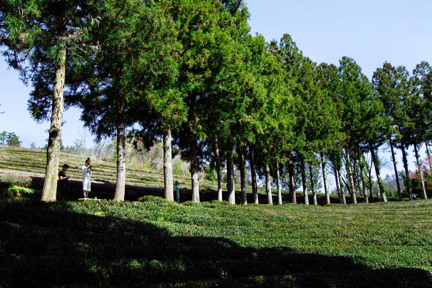 Namhae (남해) Road Trip Series: Boseong Green Tea Plantation (보성녹차밭 대한다원), South Korea.