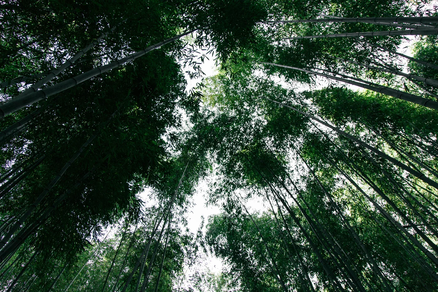 Namhae (남해) Road Trip Series: Damyang Bamboo Forest (담양대나무숲), South Korea.